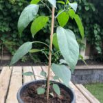 jalapeno-peper